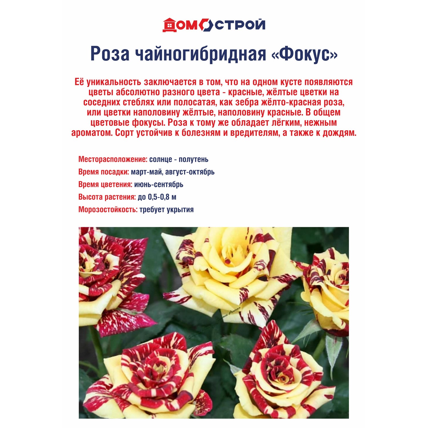 Роза чайногибридная Фокус