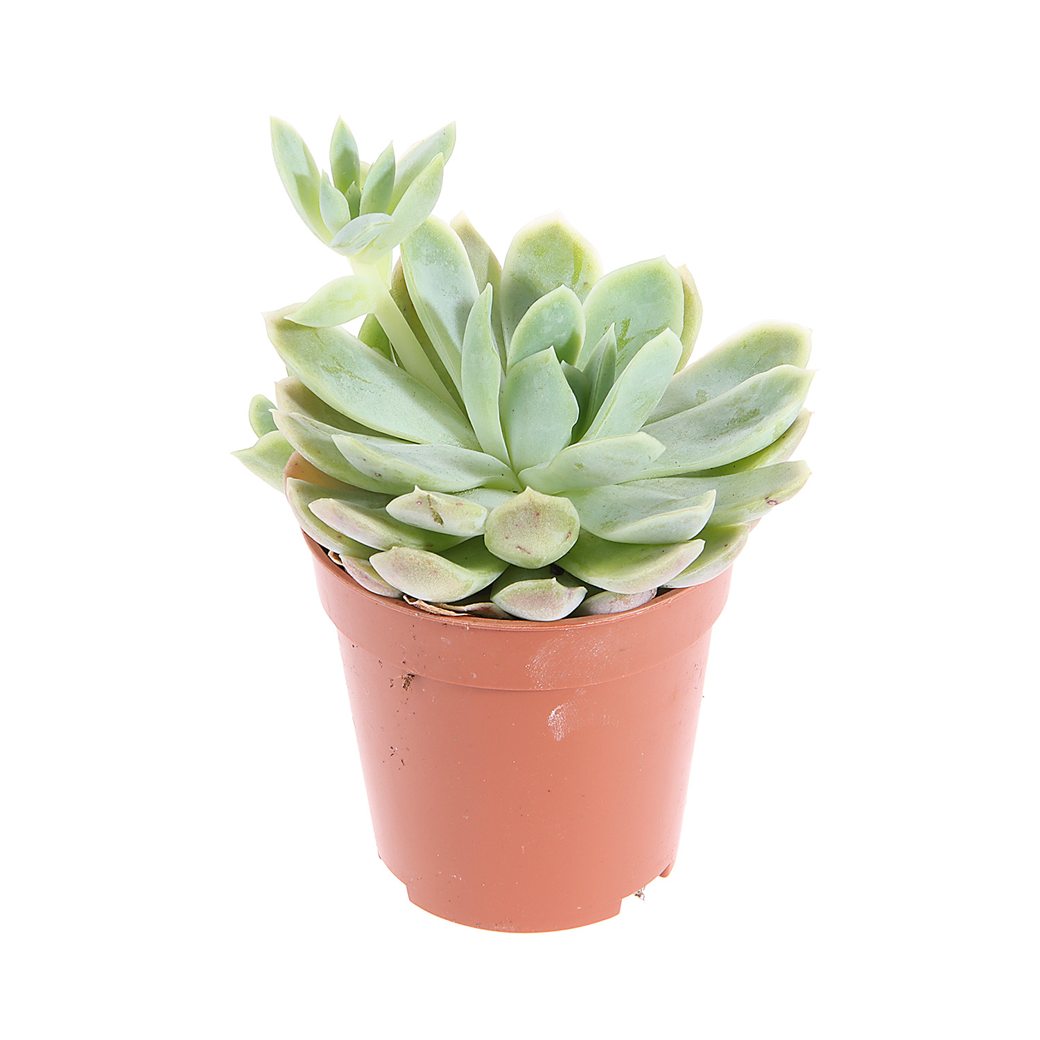 Эхеверия Ромео D6 Н7 *1/20