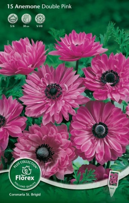 Анемона махровая ПинкК 10шт Анемона махровая ПинкК 10шт