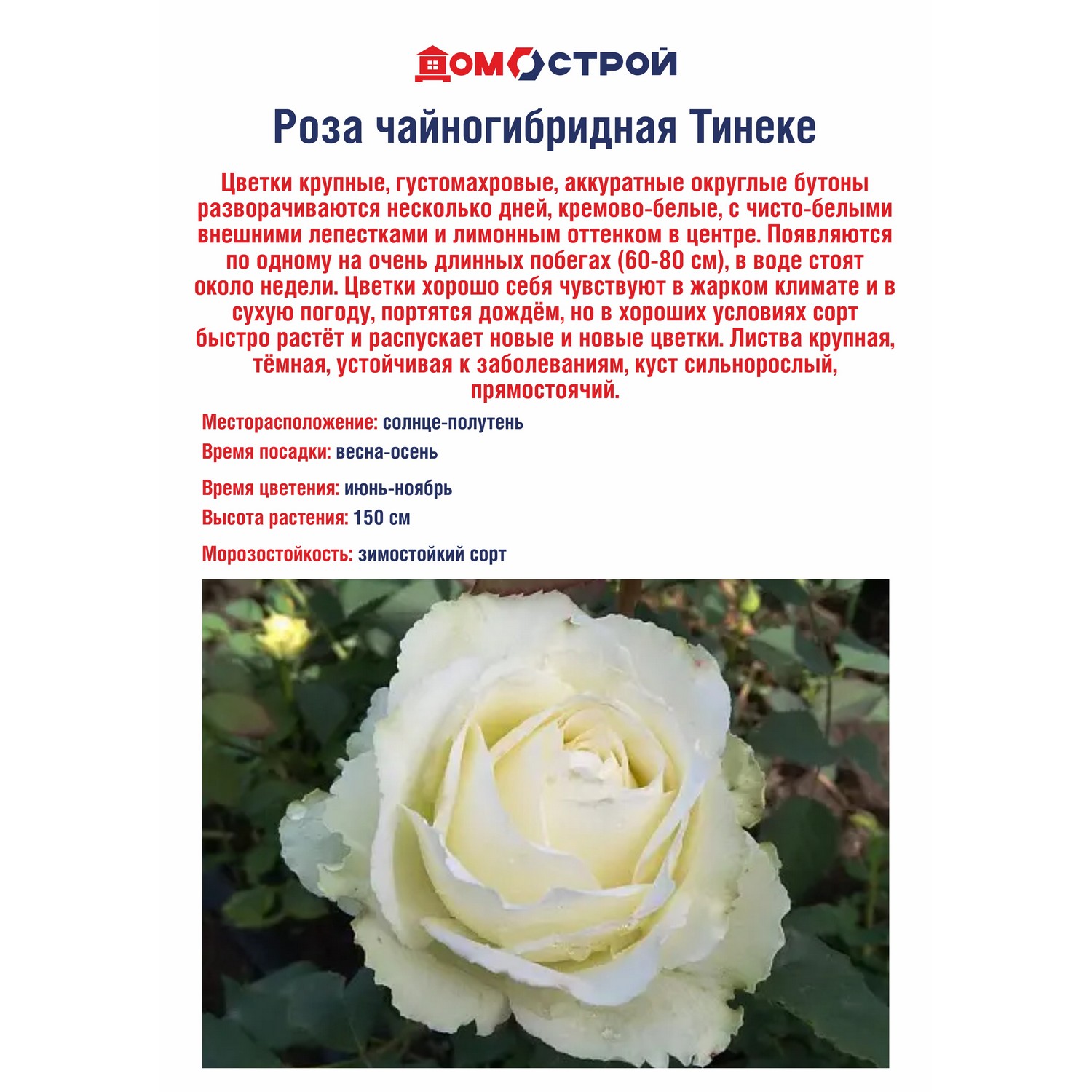 Роза чайногибридная Тинеке