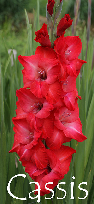 Гладиолус Кассис 5шт 12/14/Gladiolus Cassis Гладиолус Кассис 5шт 12/14/Gladiolus Cassis