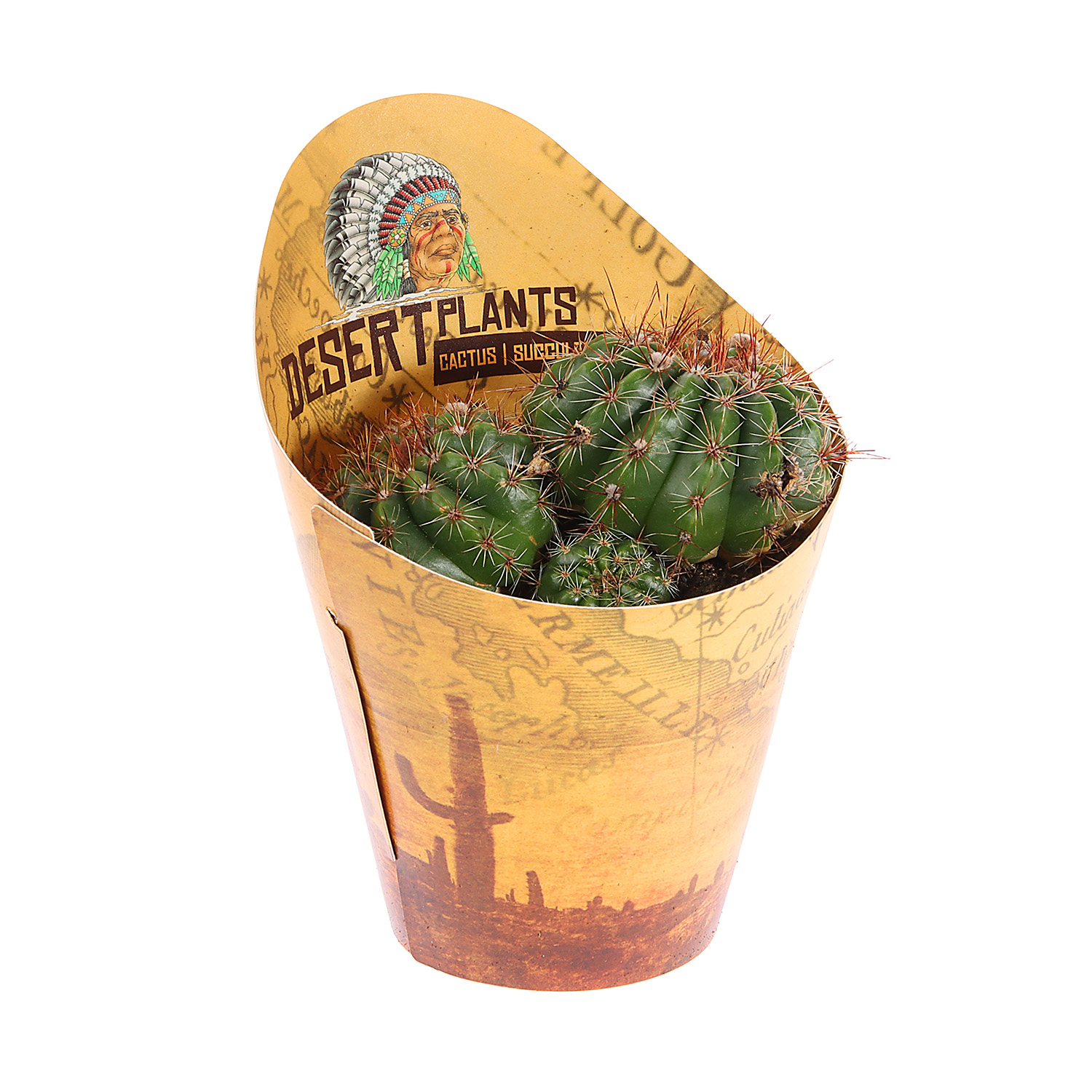 Кактус микс D9 H10* 1/18