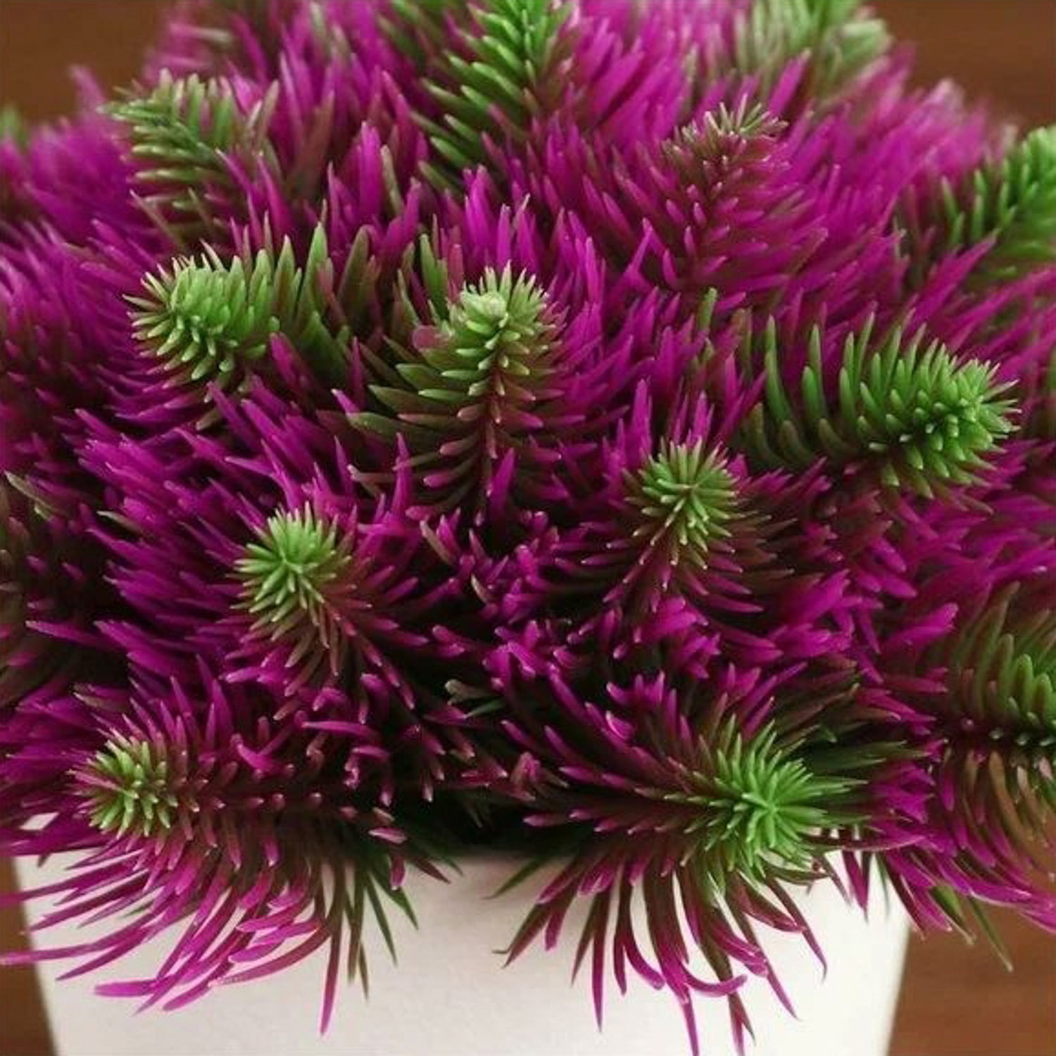 Бонсай в горшке "Пушистые иголки" 10х11 см, микс  5201991