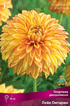 Георгина декоративная Лейк Онтарио IК