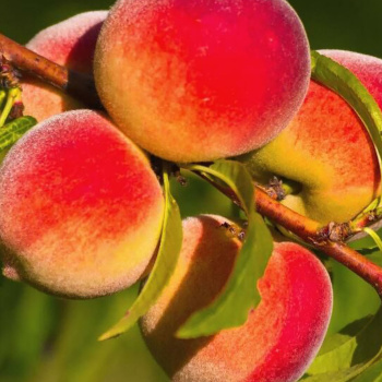 Персик Уральский Уралец Саженец 2 года Высота саженца   90-110см