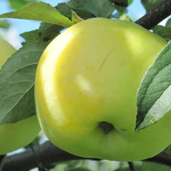 Яблоня Антоновка Саженец 2 года Высота саженца   100-120см