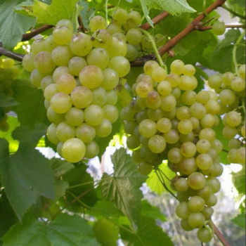 Виноград Краса севера