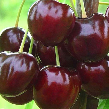 Черешня Бычье Сердце