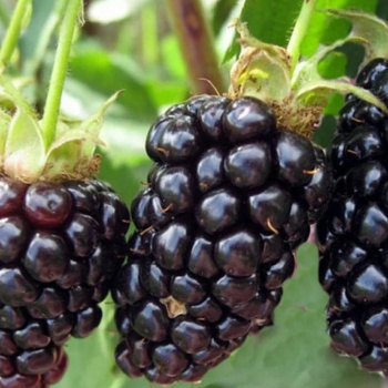 Ежевика Натчез