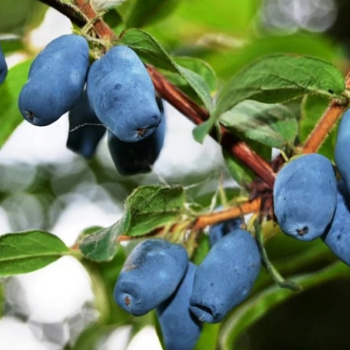 Жимолость Лазурная