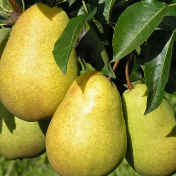 Груша Чижовская