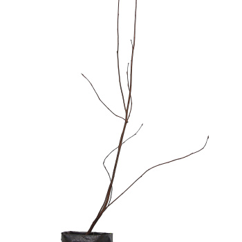 Ирга канадская Мартин