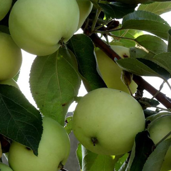 Яблоня Белый налив Саженец 2 года Высота саженца   100-120см