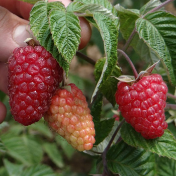 Малина ремонтантная Зюгана