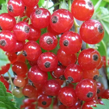 Смородина красная Сахарная