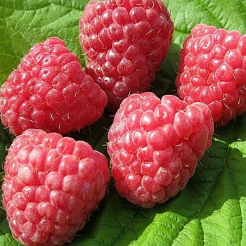 Малина ремонтантная Геракл