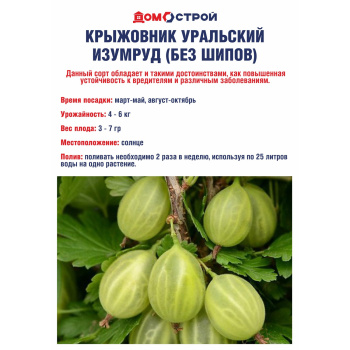 Крыжовник без шипов Уральский изумруд