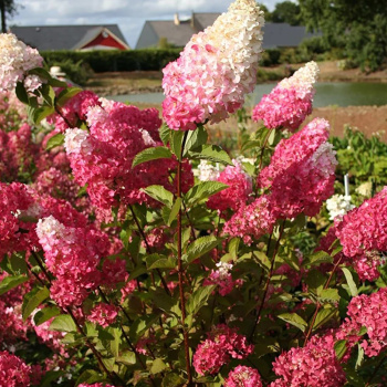 Гортензия метельчатая Фрейз Мельба
