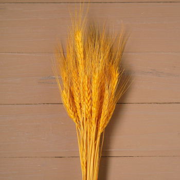 Сухой колос пшеницы, набор 50 шт, цвет желтый   4447387