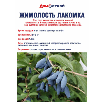 Жимолость Лакомка