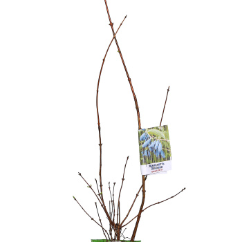 Жимолость Лакомка