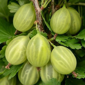 Крыжовник без шипов Уральский изумруд