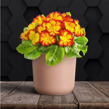 Кашпо пластм. "Лион"  3л d верха 170мм h160мм со вставкой Розовый-вереск ЛИ17-20 *1/10