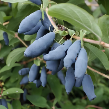 Жимолость Лакомка