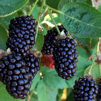 Ежемалина Бойсенберри