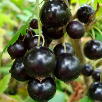 Смородина черная Черный жемчуг  Высота саженца   40-70см  на кусте 2-3 ветки