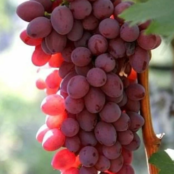 Виноград Кишмиш лучистый