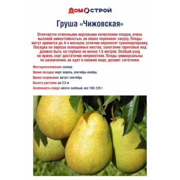 Груша Чижовская