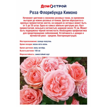 Роза Флорибунда Кимано