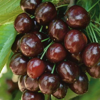 Черешня Ревна